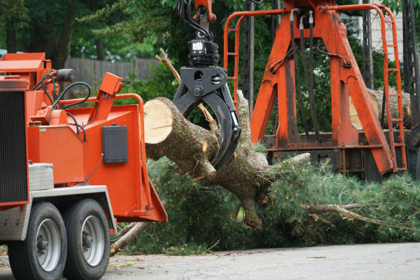 Lawn Renovation and Restoration in Willow Springs, IL